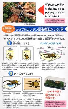 はじめてかんたん リアル標本 チャーム虫ブログ