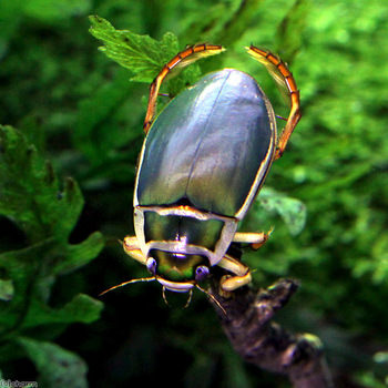 ゲンゴロウ値下げしました | チャーム虫ブログ