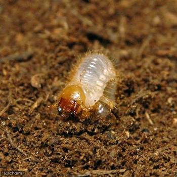 ゾウカブト特集 チャーム虫ブログ