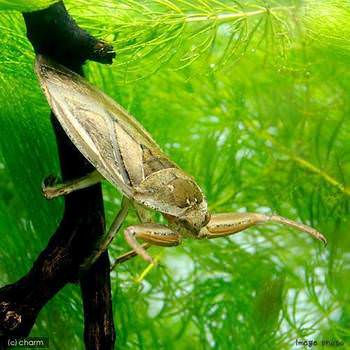 水生昆虫 タガメ タイコウチ チャーム虫ブログ