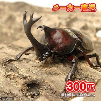 国産カブトムシ入荷 チャーム虫ブログ