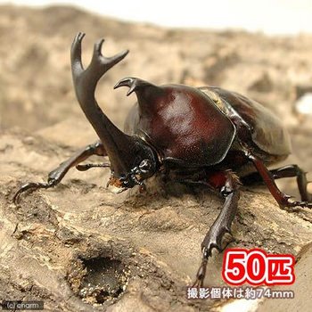 国産カブトムシ入荷 チャーム虫ブログ