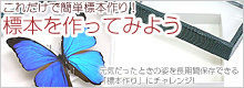insect_hyohon1205.jpg