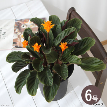 エキゾチックな観葉植物をお部屋に♪ – Charm Blog