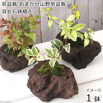水岩石-2 盆栽石付　山野草石付 石付き真柏 | 雨宮園 ～盆栽・山野草・陶芸～ 趣味が仕事でも・・・