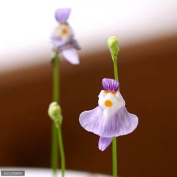 クリオネのような花を咲かせる食虫植物 Charm Blog