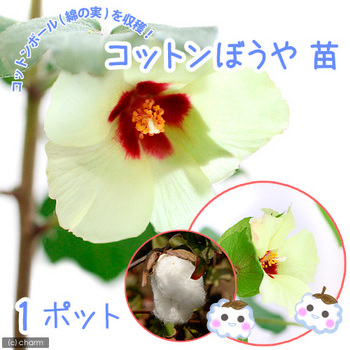 綿ができる植物「コットンぼうや」 – Charm Blog