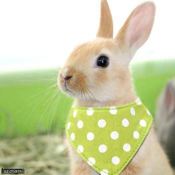 うさぎ服 Charm Blog