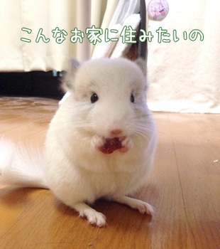 チンチラ向け！広々ケージ♪ – Charm Blog